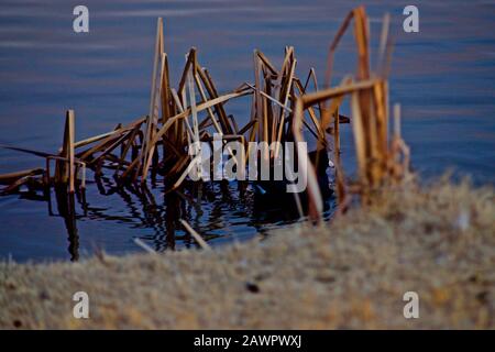 Winter Scenic Stillleben der Marsh Vegetation, der Texas Panhandle. Stockfoto