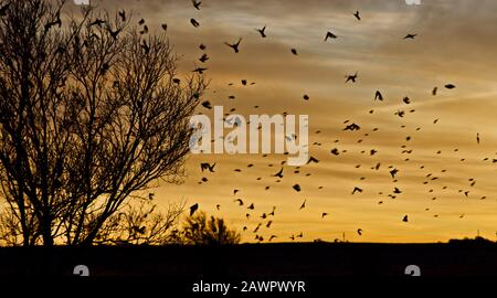 Rot geflügelte Blackbirds verlassen ihren Roost im Canyon, Texas bei Sunrise. Stockfoto