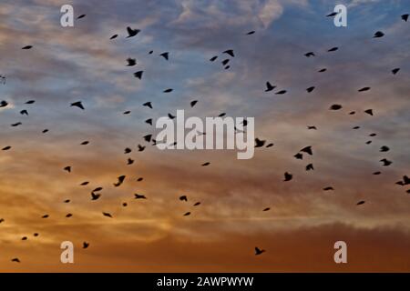 Rot geflügelte Blackbirds verlassen ihren Roost im Canyon, Texas bei Sunrise. Stockfoto