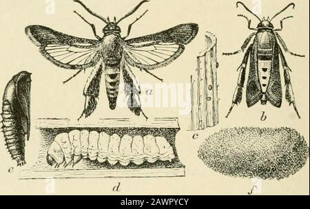 Insektenschädlinge von Hof, Garten und Obstgarten . Arbeit der Squash-Lady-bh-dâgreatly reduziert. (Nach W.E. Britton.) Der Squash-Vine Borer * In vielen Ortschaften der schwerste Pflanzenschädling von Squash ist der Squash-Vine Borer, und obwohl andere Gurken sometimesverletzte sind, sind sie relativ frei von Angriffen, wenn Squash oder Kürbisare vorhanden sind. Die Larve trug in den Stielen, wodurch sie rotten * Melittia satyriniformis Hbn. Familie Sesiidce.of Entomology, U. S. Abt. AGR. Siehe Rundschreiben 38, Bureau 394 INSEKTENSCHÄDLINGE VON HOF, GARTEN UND OBSTGARTEN, wo sie betroffen sind, so dass sie sich wieder abscheren und die Pflanze verwildert und stirbt.Th Stockfoto