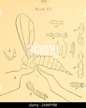 Bericht des State Entomologist über die schädlichen und nützlichen Insekten des Staates Illinois. Fie. 4. Abb. 2.. Stockfoto