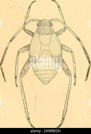 Bericht des State Entomologist über die schädlichen und nützlichen Insekten des Staates Illinois. Fiff. 1. Abb. 3.. Stockfoto