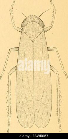 Bericht des State Entomologist über die schädlichen und nützlichen Insekten des Staates Illinois. Fiff. 1. Abb. 3. Stockfoto