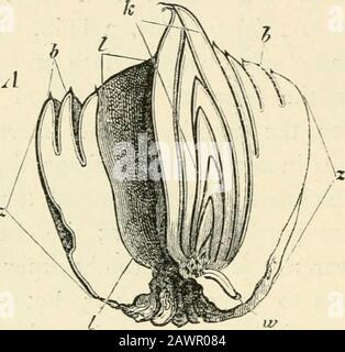 Textbuch der Botanik, der Morphologie und der physiologischen . genau der Ort von 44 PHANEROGAMS. Entfaltet sich nicht, so dass die Anzahl der sichtbaren Zweige oft geringer ist als die Anzahl der Blätter (wie in Agave, Aloe, Dracaena, Palms, vielen Gräsern &c.). Aber manchmal entstehen mehrere Knospen in der Achsel eines Blattes, und wenn das einsetzen des Blattes breit ist, werden diese nebeneinander platziert, wie es in vielen Birnen vorkommt (Abb. 122, S. 154).In Musa stehen sogar mehrere Blumen nebeneinander in der Achsel einer Pracht, und in Musa Etisefe zwei Reihen übereinander. In der Spadiciflorse fehlen oft die Armesisen und die Stockfoto