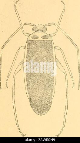 Bericht des State Entomologist über die schädlichen und nützlichen Insekten des Staates Illinois. Abb. -1. - 14 202Platte IV.. Stockfoto