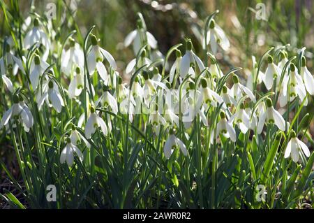 Eine Massenbepflanzung von Common Snowdrops (Galanthus nivalis), die von der Nachmittagssonne hinterleuchtet wird. Stockfoto