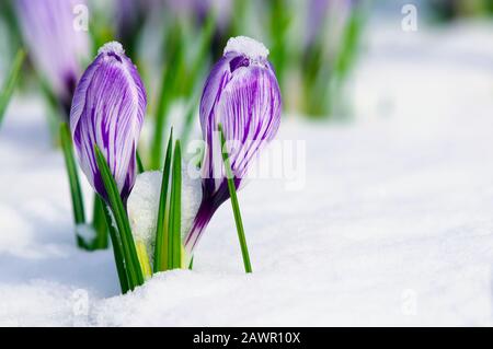 Gestreifte violette Krokusse im Schnee mit Kopierraum. Stockfoto