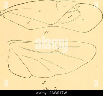 Bericht des State Entomologist über die schädlichen und nützlichen Insekten des Staates Illinois. .. I. Stockfoto