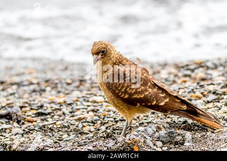 Ein Chimango Caracara ' Milvago chimango ' sucht nach Nahrung entlang der Küstenlinie. Stockfoto