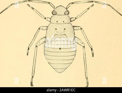 Bericht des State Entomologist über die schädlichen und nützlichen Insekten des Staates Illinois. 200 Platte II. Abb. 1. Stockfoto