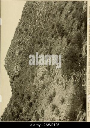 Die Vegetation einer Wüstenlandschaft, bedingt durch klimatische Faktoren. Shreve Platte 8. Shreve Platte 9 Stockfoto