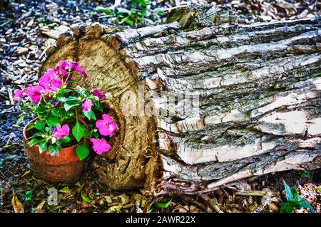 Closuep Schuss von einem Topf mit schönen rosa Blüten in der Nähe Der Baumstamm des Schnittbaums Stockfoto