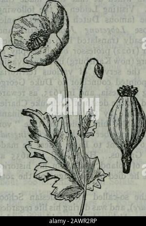 Die Encyclopaedia britannica, ein Wörterbuch der Künste, Wissenschaften, Literatur und allgemeinen Informationen, das im Handel bekannt ist. Im 13. Jahrhundert erwähnt Opium thcbaicumis von Simon Januensis, Arzt von Papst Nikolaus IV., während Meconium noch in Gebrauch war. Im 16. Jahrhundert wird Opium von Pyres (1516) als Produktion des Königreichs OfCoUS (Kuch Behar, südwestlich von Bhutan) in Bengalen erwähnt, und OfMalwa.1 Scheint Seine Einführung in Indien mit der Ausbreitung des Islams verbunden zu sein. Das Opiummonopol war Eigentum des GreatMoguls und wurde regularlysolisiert. Im 17. CenturyKaempfer d Stockfoto