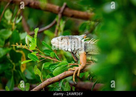 Green Iguana (Iguana Iguana), das auf einer Mangrovenfiliale in Florida, USA 2020, ruht Stockfoto