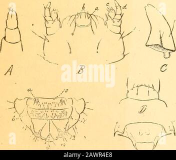 Bericht des State Entomologist über die schädlichen und nützlichen Insekten des Staates Illinois. Abb. ,^. Stockfoto