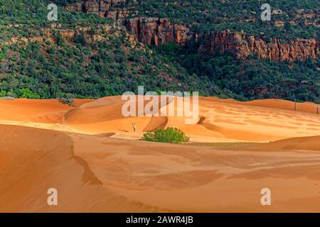 Das dapplierte Sonnenlicht beleuchtet die spektakulären Sanddünen im Coral Pink Sand Dunes State Park, Utah, USA. Stockfoto