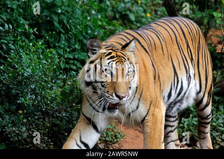 Tiger, panthera tigris zu Fuß im Zoo Stockfoto