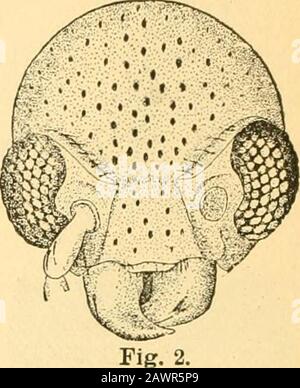 Bericht des State Entomologist über die schädlichen und nützlichen Insekten des Staates Illinois. Stockfoto