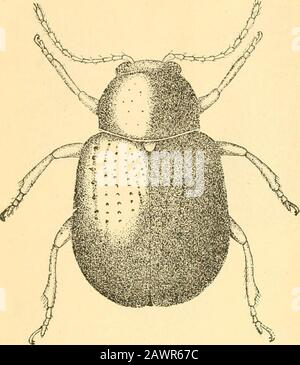 Bericht des State Entomologist über die schädlichen und nützlichen Insekten des Staates Illinois. Abb. 195 Platte YIII... Stockfoto