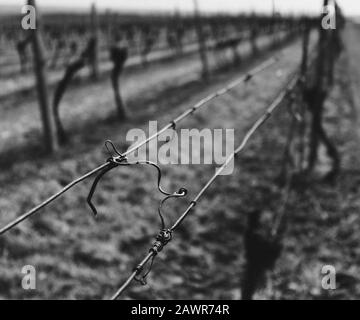 Grauwaage Schuss eines Metallzauns im Feld zu schützen Der Weinberg Stockfoto