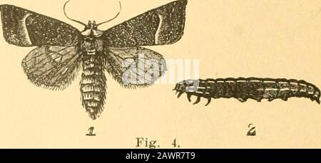 Bericht des State Entomologist über die schädlichen und nützlichen Insekten des Staates Illinois. 194 Platte VI. Abb. 1. "^?SS55-, . Stockfoto