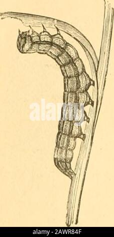 Bericht des State Entomologist über die schädlichen und nützlichen Insekten des Staates Illinois. Abb. 0.. 194 Platte VI Stockfoto