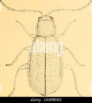 Bericht des State Entomologist über die schädlichen und nützlichen Insekten des Staates Illinois. Abb. 9. 193 Platte V. Stockfoto