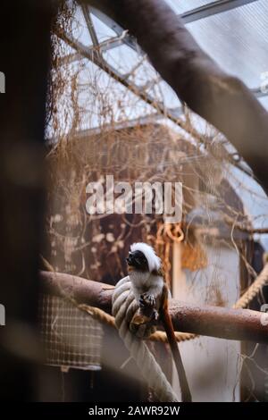 Ein wunderschöner winziger Tamarinaffe aus Baumwolle saß von einem Baum Zweigstelle in einem Zoo, der Besucher beim Spaziergang beobachtet Stockfoto