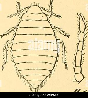Bericht des State Entomologist über die schädlichen und nützlichen Insekten des Staates Illinois. Abb. 3. ^^&gt; Abb. 4. Stockfoto