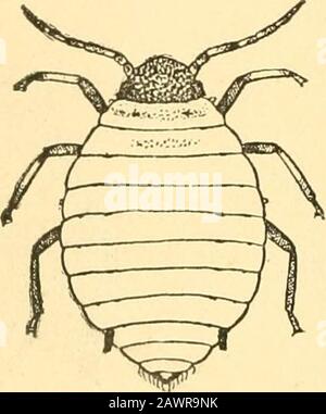 Bericht des State Entomologist über die schädlichen und nützlichen Insekten des Staates Illinois. Abb. 2. Abb. l.. Stockfoto