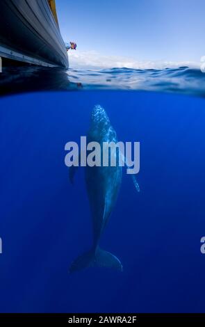 Weiblicher Walbeobachter blickt auf den zugewandten Buckelwal, Maui, Hawaii. Stockfoto