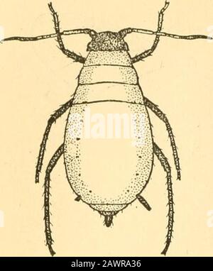 Bericht des State Entomologist über die schädlichen und nützlichen Insekten des Staates Illinois. Abb. 5. 192Plate IV. Stockfoto
