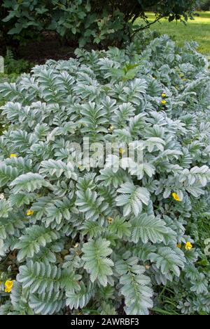 Silverweed - Potentilla Anserina oder Argentinien Stockfoto