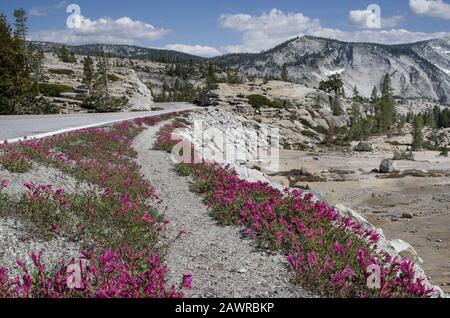 Blumen am Straßenrand im Yosemite Park: Wildblumen entlang der Tioga Road schmücken die aride Landschaft Anfang Juli. Stockfoto