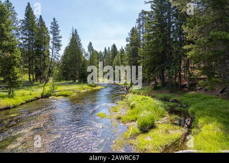 Yellowstone River Landschaft mit schönen Wald Reflexion im Yellowstone National Park Stockfoto