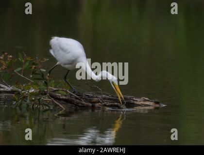 Great Egret Catching Food In A Lake Stockfoto