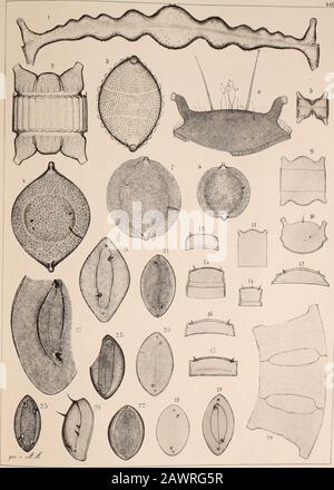 Atlas der Diatomaceen-Kunde . 1. Oamaru (Jordanien), als Bidulphia elegantula Grev. Var. polygibba Pant. Bezeichnet, wozu Witt bemerkt, der Mittelhöker sei bei P.s Bilden höher. 2. 3. Oamaru (Jordanien). Bidd. Punctata Grev. 4. Oamaru (Thum), Bidd. Oamaruensis Gr. & St. 5. Oamaru (Weissfl.), Bidd. Tenera Gr. & St. 6. Samoa (Gründl.), Bidd. Heteroceros Grundow. 7. 8. Nottingham, Bidd. Angulata A. S. 9. Camp. B. mit schwer zu erkennender netzförmiger Zichtung, fraglich. 10. Nottingham (Gründl.), liegt sich schräg-, fraglich. 11. Camp. B., nach Grundow Bidd. (Odontella) subaequa K.? 12-17. Tafelbai, dazu sehn Stockfoto