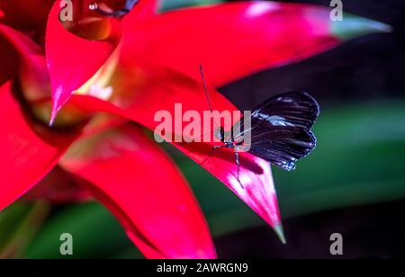 Winziger Postmannschmetterling landet auf einem roten Blatt in einem tropischen Garten Stockfoto