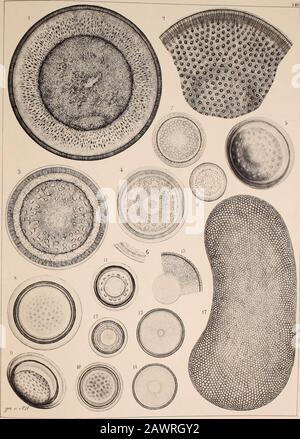 Atlas der Kiesel-Kunde zu benennen, weil ich, offen gestanden, im Zweifel-bin, unter welches Genus ich sie stellen soll. 3. S. Monica (Timm), hochgewölbt, Podosira variegata A. S. 4-6. N. Celebes (Gründl.), hochgewölbt; nach einem schrägligen Px. (6.) zu urtheilen, rühren die Flecke von auf beiden Seiten convexen sie. Podos. Variegata A. S. var.7. Monterey (Gründl.), etwas gewölbt; das grosse, von einem hellen Rand umschloss, Mittelfeld V"m gelbbrauner Färbung. Hyalodiscus reticulatus A. S.8-10. Archangelsk, sp. Von Witt zu benennen.11. 12. Oamaru (Weissfl.), P Stockfoto