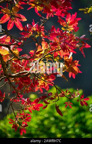 Bunte Wildblätter in grauem Hintergrund in attapady Kerala Indien. Stockfoto