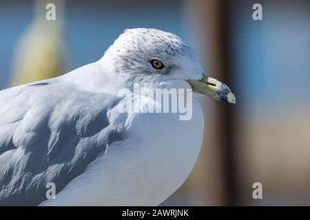 Nahaufnahme des Kopfes und einschüchternde Stare eines Ring Billed Gull an einem sonnigen Nachmittag mit einem verschwommenen, braunen Flagpol im Hintergrund. Stockfoto