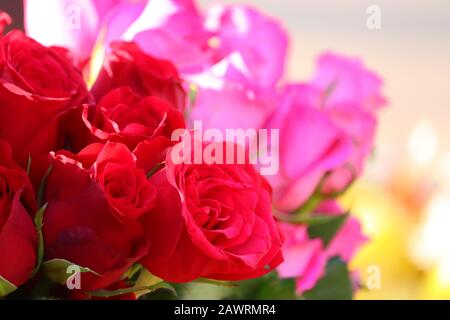Nahaufnahme von drei roten Rosen mit unscharfen rosa Rosen Hintergrund auf Straße Rosen-Blumen-Markt, Rosen-Blumenladen Stockfoto