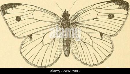 Bericht des State Entomologist über die schädlichen und nützlichen Insekten des Staates Illinois. Stockfoto