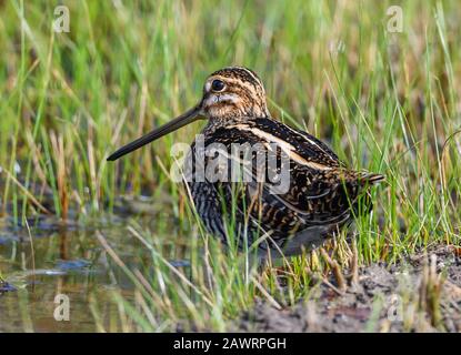 A Wilson's Snipe (Gallinago delicata) in seinem Lebensraum. Houston, Texas, USA. Stockfoto