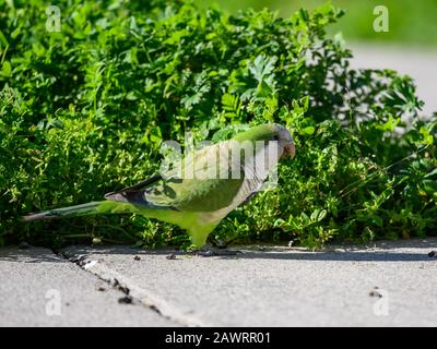 Der in Südamerika heimische Mönch Parkeet (Myiopsitta monachus) passte sich ihrer neuen Heimat in Nordamerika an. Houston, Texas, USA. Stockfoto