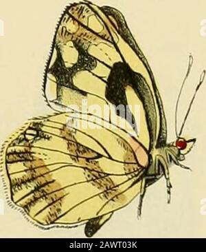 Zutrage zur Sammlung exotischer Schemetterlinge : betehend in Bekundung einzelner Fliegmühler neuer oder seltener nichteuropäischer Gattungen . Stockfoto