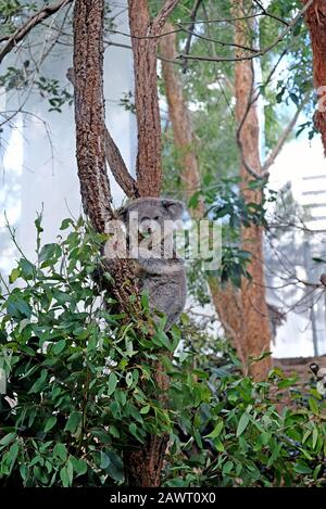 Koala, der Eukalyptusblätter mit dem grünen Hintergrund des Waldes isst. Wildpark, Sydney, Australien Stockfoto