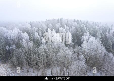 Bäume im Mischwald mit Huffrost. Nebelige Winterlandschaft. Luftbild von der Drohne Stockfoto