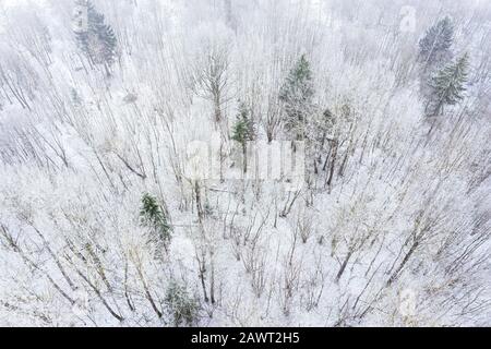 Winterwald im Nebel: Bäume im kalten Wintertag mit Hochfrost bedeckt. Luftbild Stockfoto