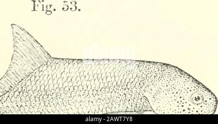 Katalog der Süßwasserfische Afrikas im britischen Museum (Naturgeschichte) .. . Stockfoto